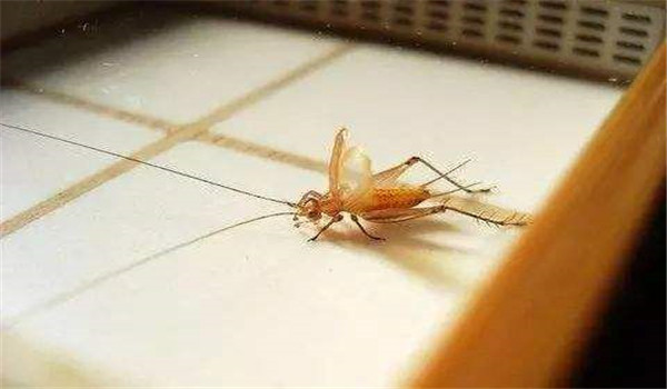 光線對(duì)鳴蟲(chóng)的影響