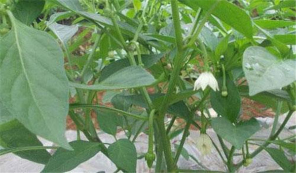 合理施肥、嚴(yán)控肥水