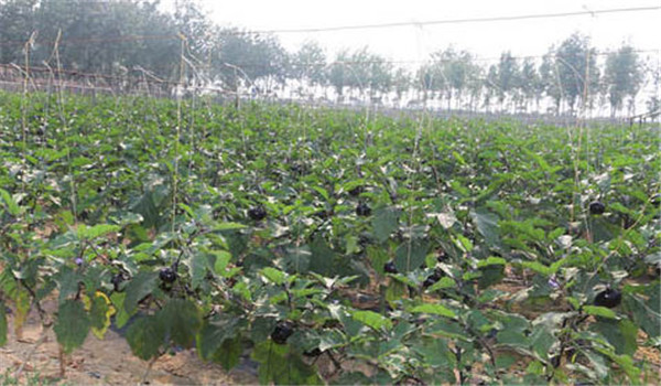 整廂、施肥、定植