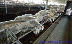 羊主要吃什么飼料、牧草 羊的飼養(yǎng)管理注意什么