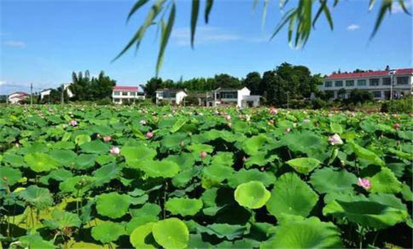 清老藕，調(diào)蓮鞭，摘老葉