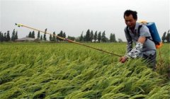 什么叫“寒露風(fēng)”，寒露風(fēng)對(duì)晚稻有何影響