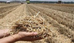 稻草還田的主要作用，對(duì)水稻和土壤有哪些好處