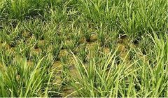 什么是僵苗，水稻僵苗是什么原因引起的?