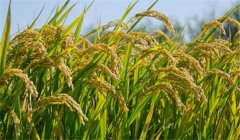 為什么說農(nóng)作物白根有勁、黃根保命、黑根生病