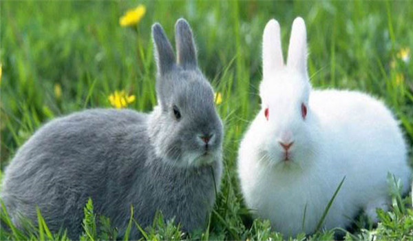 更換飼料、逐漸遞減