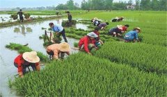 中稻什么時(shí)候下種、幾月收割？