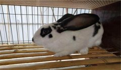 種公兔的管理要點(diǎn)，共五點(diǎn)，你知道嗎？