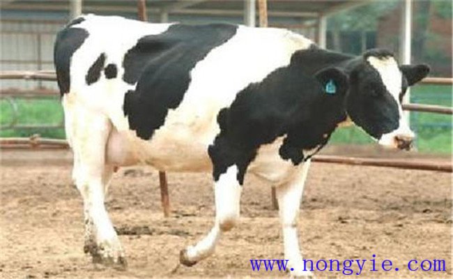 奶牛多產奶、產好奶的九大絕招妙法