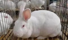 空懷母兔是什么意思？空懷母兔的飼養(yǎng)管理要點(diǎn)