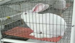 冬季家兔怎么養(yǎng):冬季兔飼養(yǎng)管理的重點(diǎn)是什么