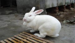 公兔去勢(shì)什么意思?最經(jīng)典的三種公兔去勢(shì)方法