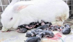 仔兔的睡眠期為多少天，如何提高仔兔成活率？