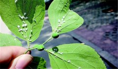 蘋果綿蚜用什么藥效果好？