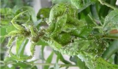 繡線菊蚜危害癥狀，種植蘋果如何防治繡線菊蚜