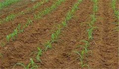 夏播玉米種植時間:夏玉米什么時候種最合適