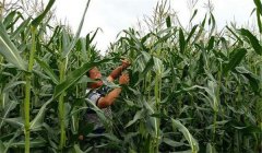 玉米花粒期的管理的關(guān)鍵措施，共五項(xiàng)