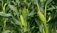 玉米穗期是什么時候,玉米穗期管理要點有哪些