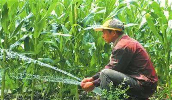 重施攻穗肥、及時澆水