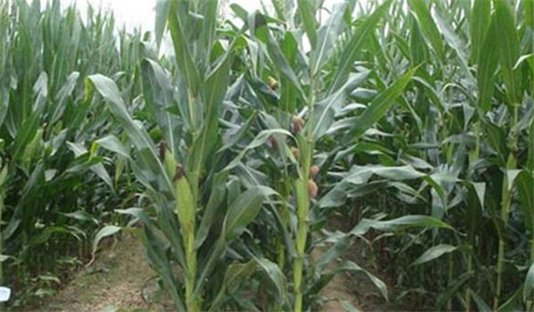 中耕除草、適當(dāng)培土