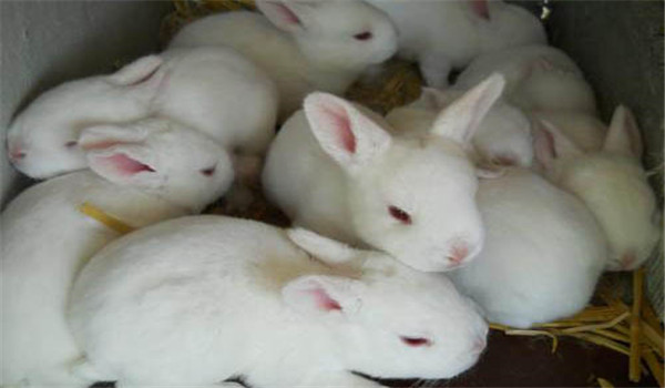 飼草飼料要新鮮、干凈