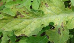 山楂葉斑病的防治方法，用什么藥防治？