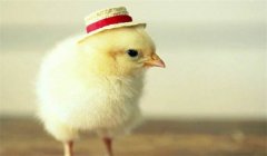 種公雞的飼養(yǎng)管理要點(diǎn)有哪些？