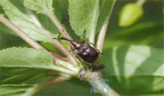 栗實象鼻蟲發(fā)生規(guī)律，栗實象鼻蟲的防治方法