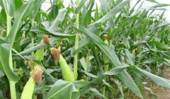 玉米追肥的最佳時間是什么時候，用什么肥好？