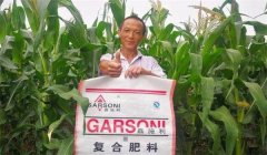 玉米基肥比例多少好，玉米基肥施多少合適？