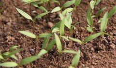 早春茬辣椒育苗時間為何時，一畝地栽多少棵辣