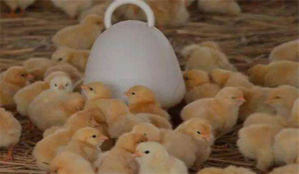 雛雞的飲水、開(kāi)食