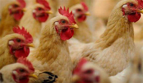 營養(yǎng)要求低，后期對(duì)能量利用強(qiáng)