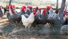 種公雞怎么選，選育種公雞的標準是什么？