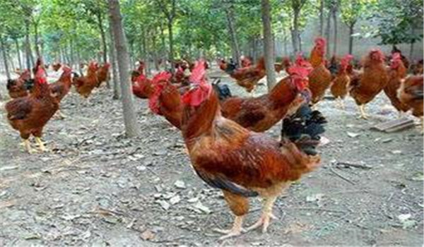 種雞公、母要分開飼養(yǎng)