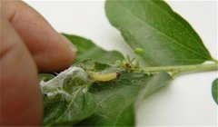 棗粘蟲怎樣防治，棗粘蟲一代成蟲盛期在何時