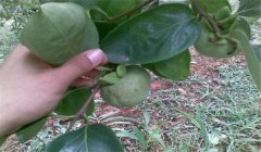 柿圓斑病防治方法，柿子圓斑病用什么農(nóng)藥