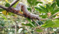 棗尺蠖危害癥狀，棗尺蠖用什么農(nóng)藥防治效果好