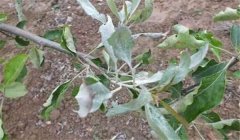 山楂樹白粉病怎么防治，用什么藥？