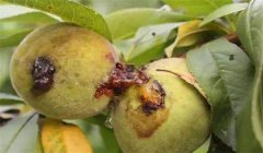 桃蛀螟防治方法，告訴你桃蛀螟用什么藥防治最