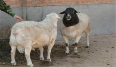 羊雜交育種技術(shù)：羊雜交方式具體有幾種？