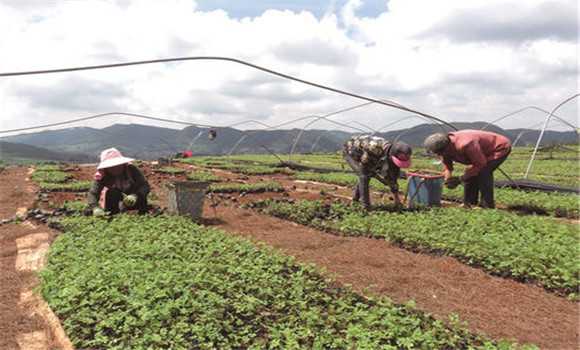 當歸種植技術(shù)要點
