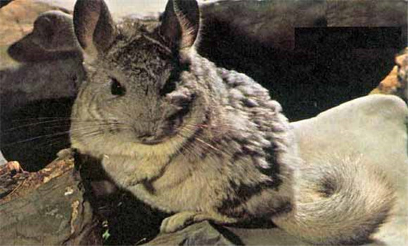 如何科學地飼養(yǎng)毛絲鼠