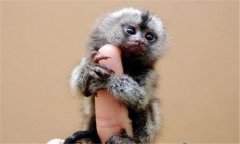 侏儒狨猴多少錢一只，侏儒狨猴壽命有多長？