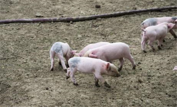 豬蛔蟲(chóng)病的危害程度認(rèn)識(shí)