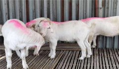 羔羊育肥最快方法，羔羊集中育肥建議配方