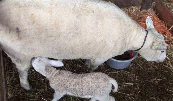 母羊的產后護理