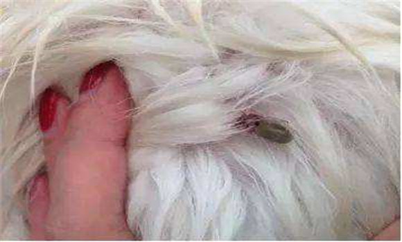 狗旋毛蟲(chóng)的癥狀