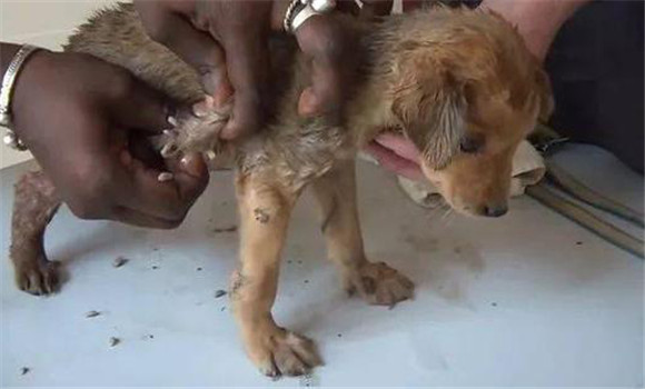 狗旋毛蟲(chóng)的防治