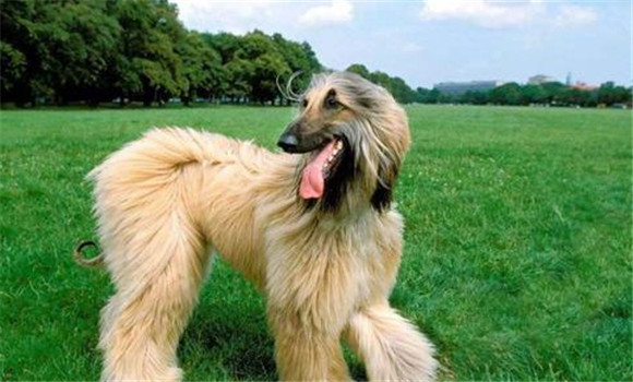 狗旋毛蟲(chóng)預(yù)防方法